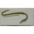 1978 Craven Black Cat Sport Fish card No. 13 Eel