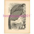 Argus Pheasant, Victorian Natural History Book ...