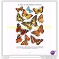 SOME BRITISH BUTTERFLIES, Book Illustration, c1953