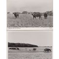 African Buffalo Running Charging & Grazing 2x R...