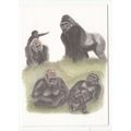 Jambo Gorilla Durrell Wildlife Park Jersey Zoo ...