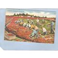 MA Cape Cod Harvesting Cranberries On Cape Cod ...
