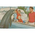 1960s Florida Sea Park Feeding Dolphins Food Va...