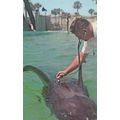 Florida Animal Doctor Checks Kay The Great Whal...