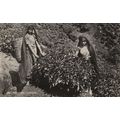 Ceylon Tea Plucking Making India Women Farming ...
