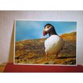 A WELSH PUFFIN unused postcard by Dave Newbould =
