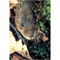 Colour Postcard - Water Vole