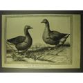 1887 Illustration of a pair of Toulouse Geese