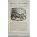 1836 The Penny Magazine No. 269 Malta, pilgrima...