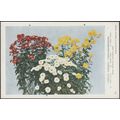 Single Variety Chrysanthemums, c.1940s - Royal ...