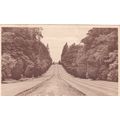 The Drive West, Montacute House Somerset Postca...
