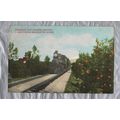 1518 Through The Orange Groves-A California Mid...