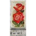1926 Wills Roses No. 48 The Queen Alexandra Rose