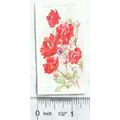 1926 Wills Roses No. 49 La Reine Elizabeth