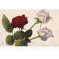 Roses Tucks Flower Series 6904 Postcard unused vgc