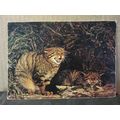 WILDCAT vintage unused postcard Collectacard by...