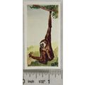 Neilson's Interesting Animals card No. 40 Gibbon