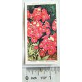 1939 Wills Garden Flowers No. 32 Nemesis
