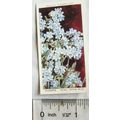 1939 Wills Garden Flowers No. 31 Myosotis