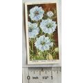 1939 Wills Garden Flowers No. 33 Nigella