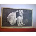 POLAR BEAR unused vintage postcard by WHIPSNADE...