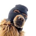 5 Ski Mask Dog (SKI) MINING-CONTRACT Crypto Cur...