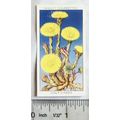 1936 Wills, Wild Flowers No. 6 Colts-foot