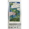 1936 Wills, Wild Flowers No. 50 Yarrow