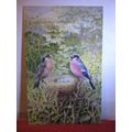 BULLFINCHES by George Rankin unused postcard by...