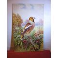 HAWFINCH by George Rankin unused postcard by J ...