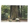MUIR WOODS NATIONAL MONUMENT PINCHOT TREE, CALI...
