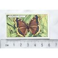 1938 Gallaher's Butterflies & Moths No. 17 Camb...