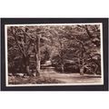 Thro' The Forest Sunray Series Bournemouth