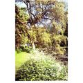 Colour Postcard - Garden View, Glyndebourne, Su...