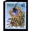 SOUTH AFRICA 1977 SG 417 4c P LONGIFOLIA FINE U...