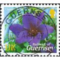 GUERNSEY, FLOWER, Clematis Royal Velvet, violet...