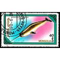 Mongolia 1990 Narwhal 40M Used Stamp