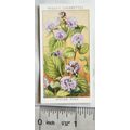 1936 Wills, Wild Flowers No. 23 Water Mint