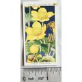1936 Wills, Wild Flowers No. 22 Marsh Marigold