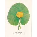 Sarah Bland Yellow Water LilyPostcard unused cr...