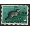 Yugoslavia European Souslik Wild Animal 1954 Ca...