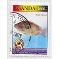 UGANDA 2006 FISH NILE MANGO TILAPIA NILOTICA BA...