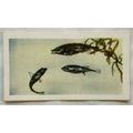 1960 Horniman's Tea card Pets No. 46 Stickleback
