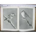 1950 Wild Birds and the Land – Bulletin No. 140...