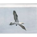 Gannet Postcard unused creased