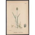 ALPINE FOX-TAIL-GRASS 1872 John Edward Sowerby ...