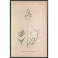 BALFOUR’S MEADOW-GRASS 1872 John Edward Sowerby...