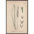 NARROW SMALL-REED, VAR. B 1872 John Edward Sowe...