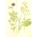 SPEARWORT & FIGWORT unused card The Country Dia...