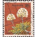 AUSTRALIA, FLOWERS, Helichrysum Thomsonii, brow...